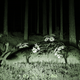 Image for article titled New Documentary Footage Confirms Long-Held Theory That Flowers Hunt At Night